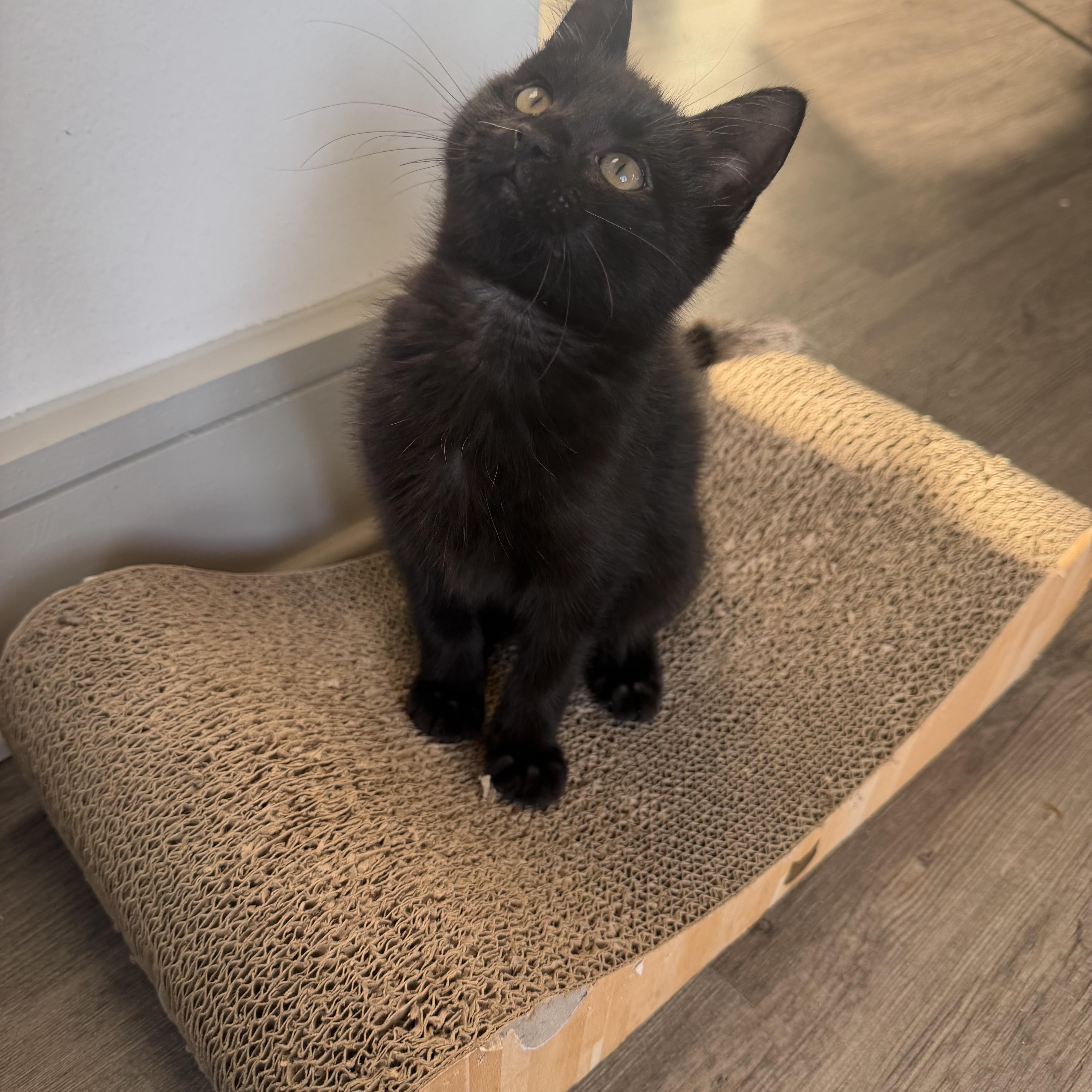 Enlarge Shadow, an adopted mixed breed in Pottsboro, TX image 3/4