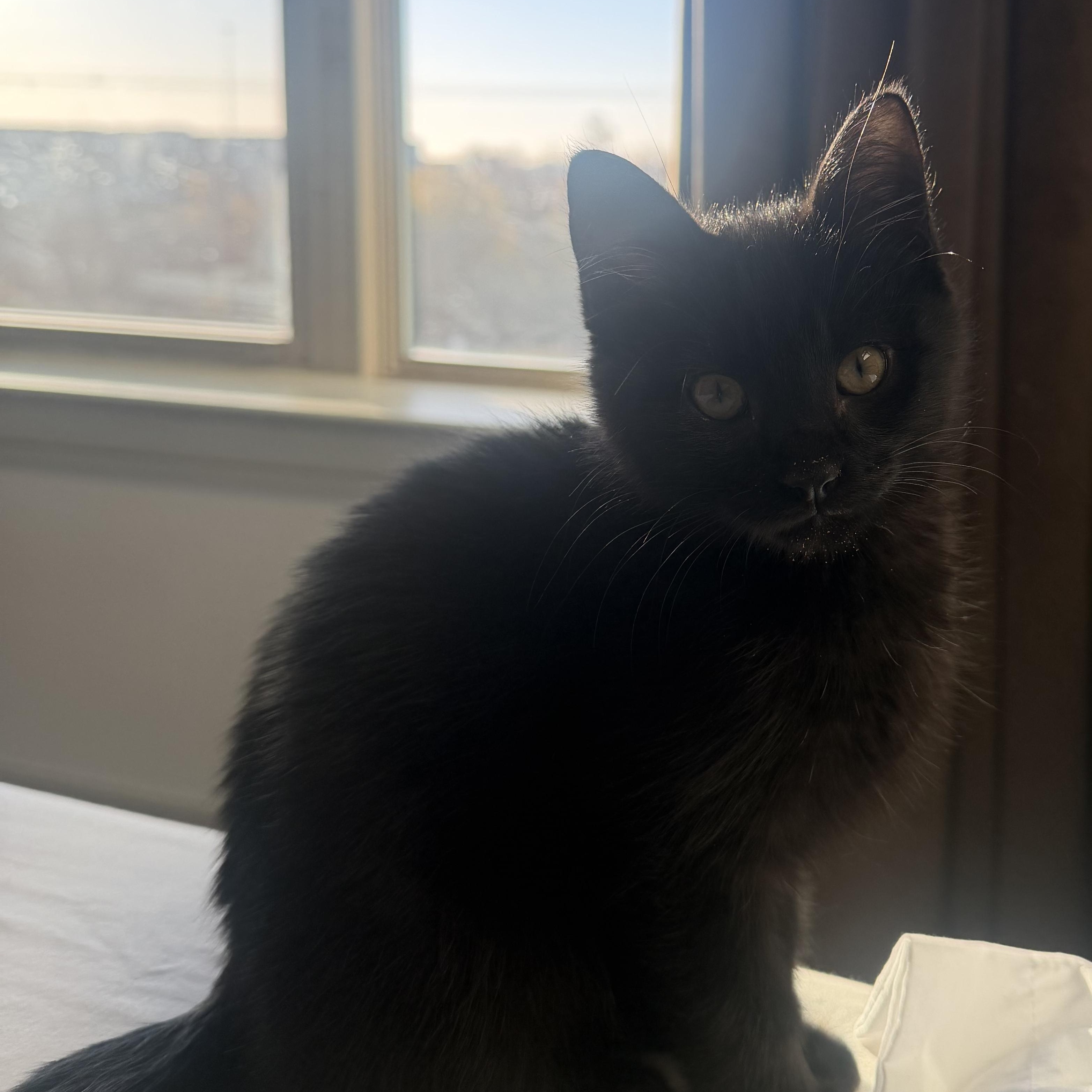 Enlarge Shadow, an adopted mixed breed in Pottsboro, TX image 2/4