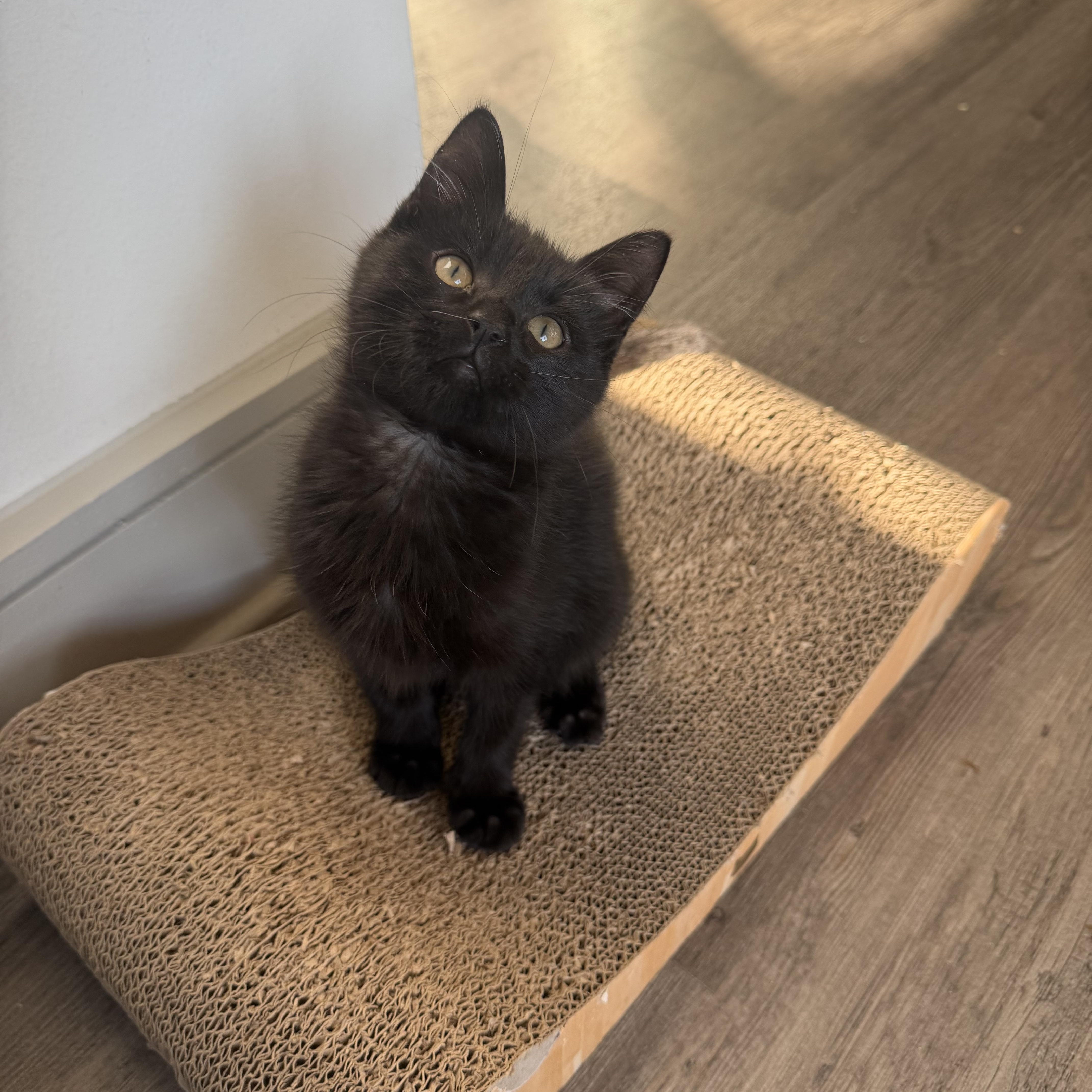 Shadow, adopted, Kitten Male Domestic Long Hair.