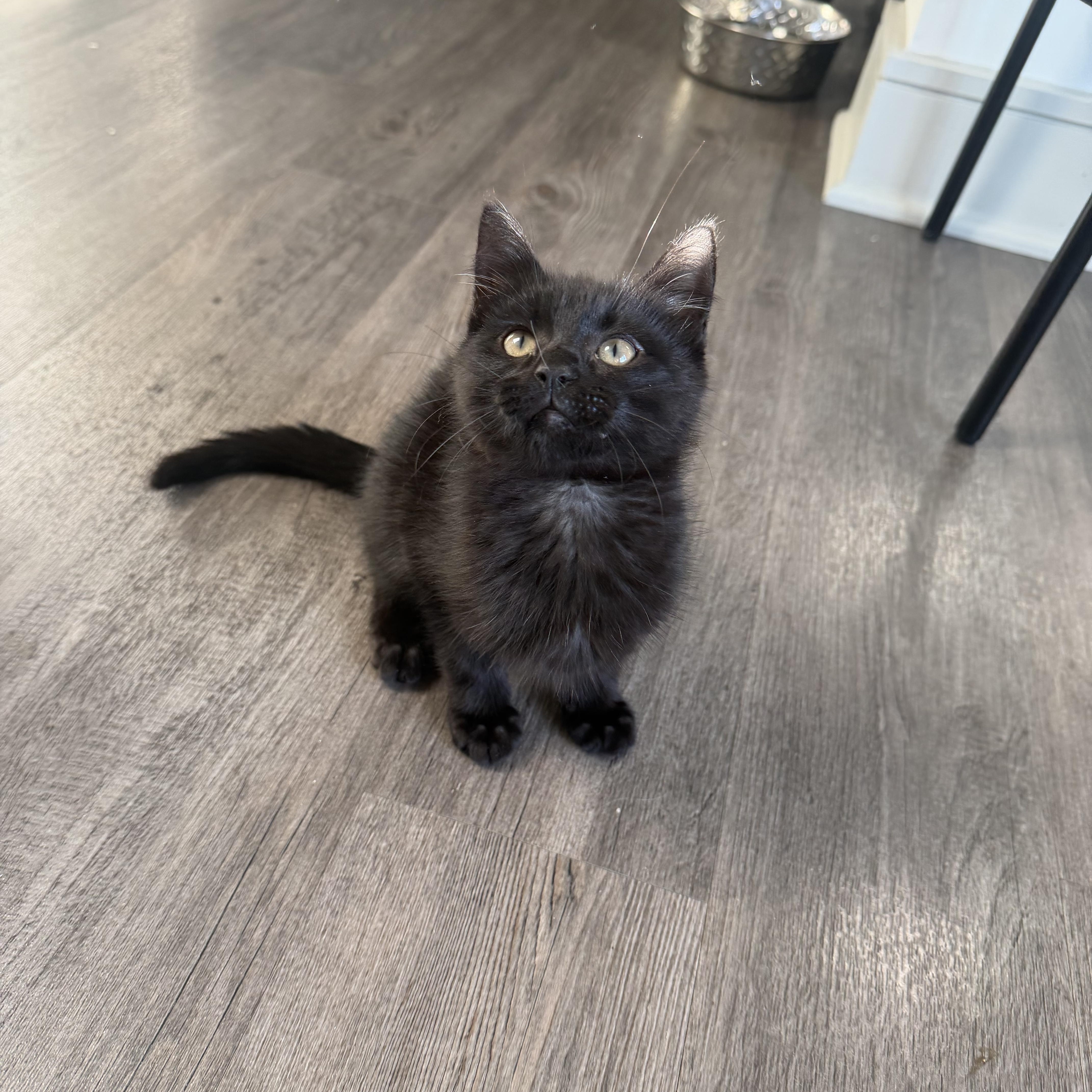Enlarge Shadow, an adopted mixed breed in Pottsboro, TX image 4/4