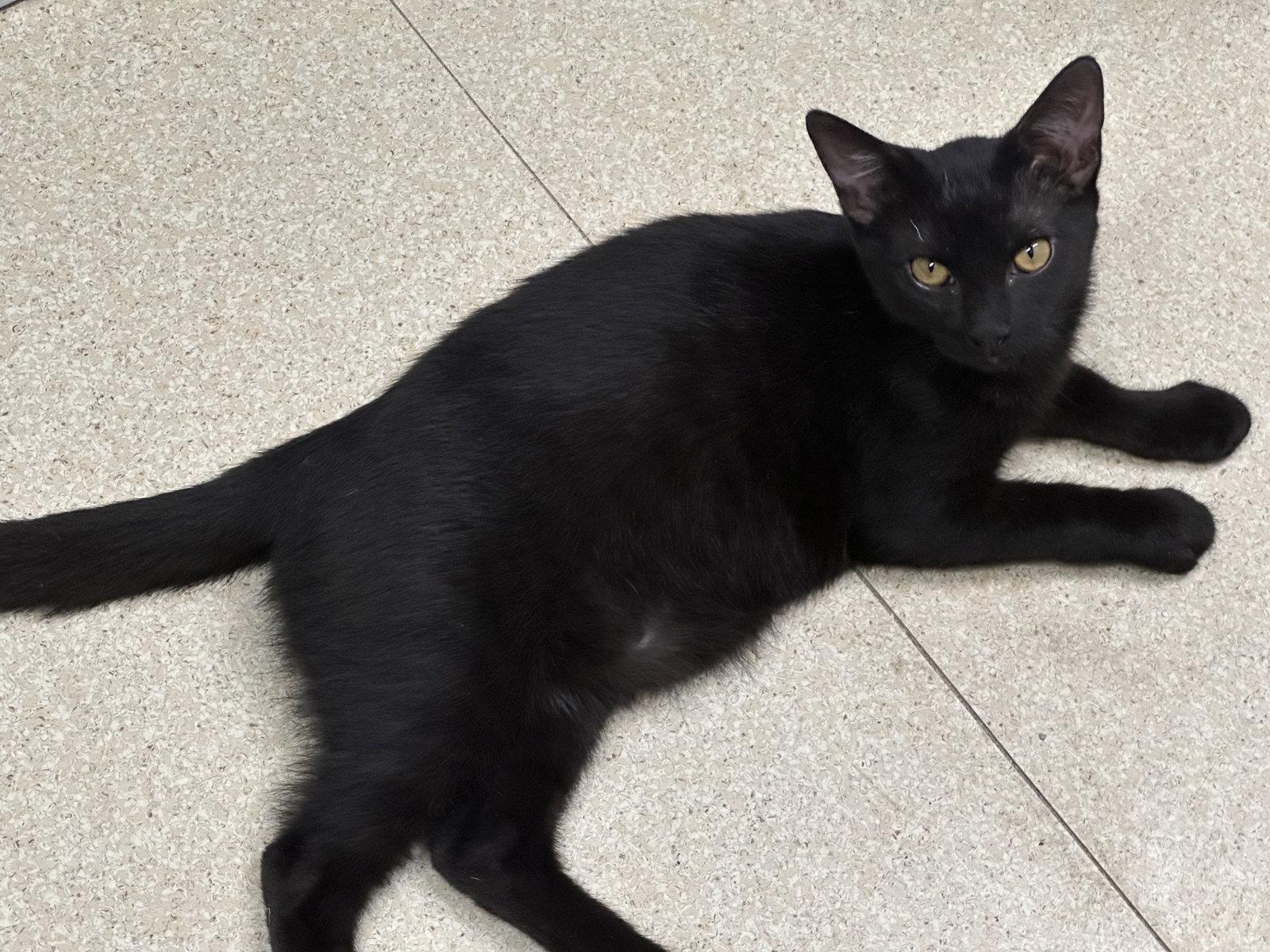 Marty, Adoptable, Young Male Domestic Short Hair.