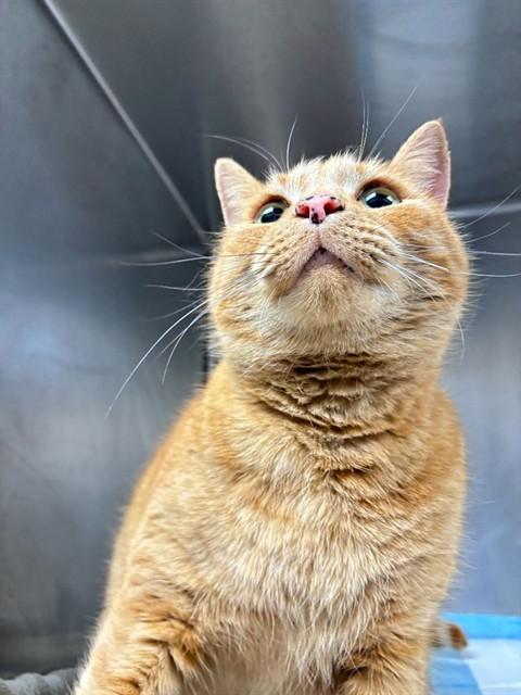 BERNIE, Adoptable, Adult Male Domestic Short Hair.