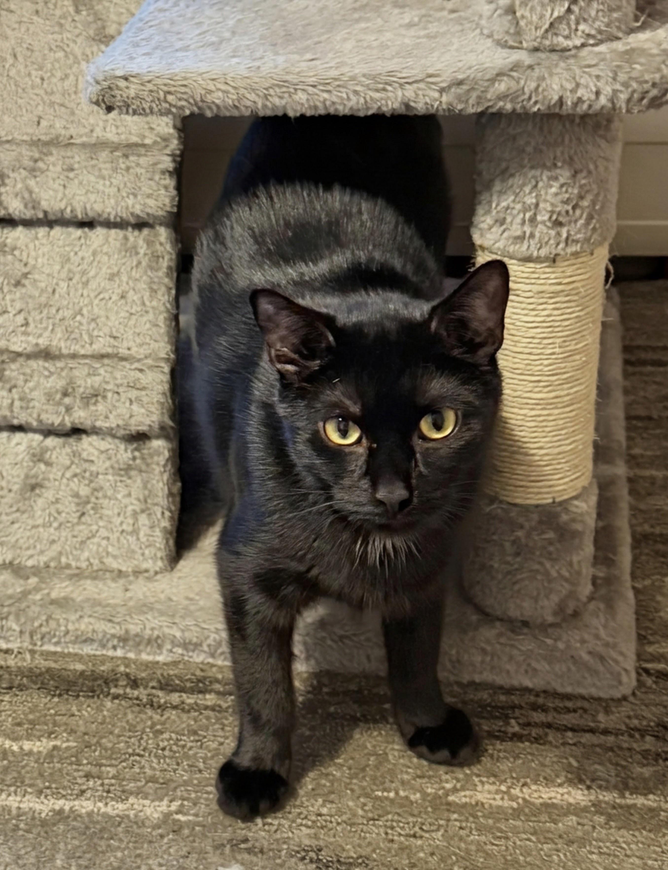 Enlarge MUSHY, a Adoptable mixed breed in Allentown, NJ image 4/4