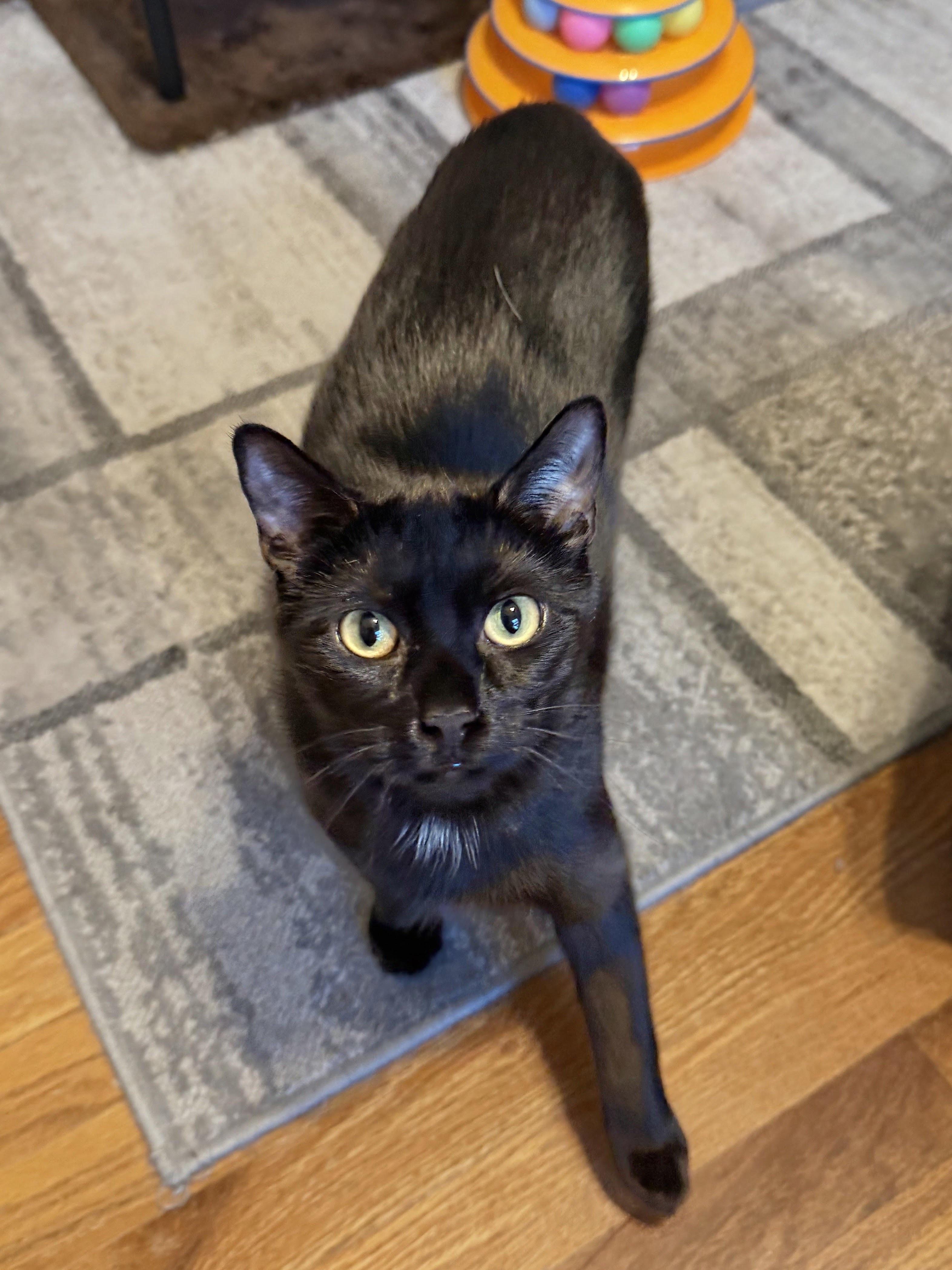 Enlarge MUSHY, a Adoptable mixed breed in Allentown, NJ image 3/4