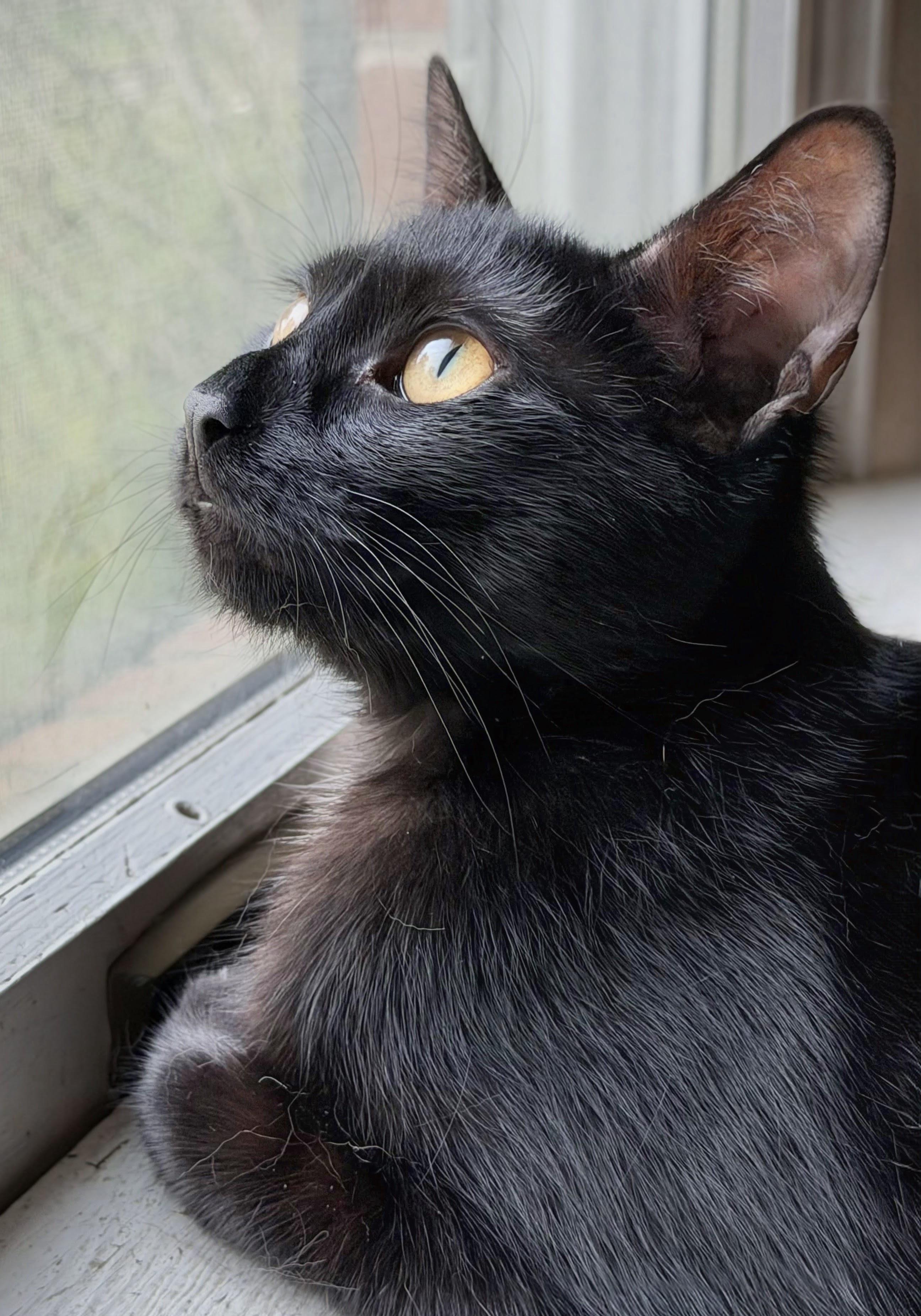 MUSHY, Adoptable, Young Male Domestic Short Hair & Bombay.