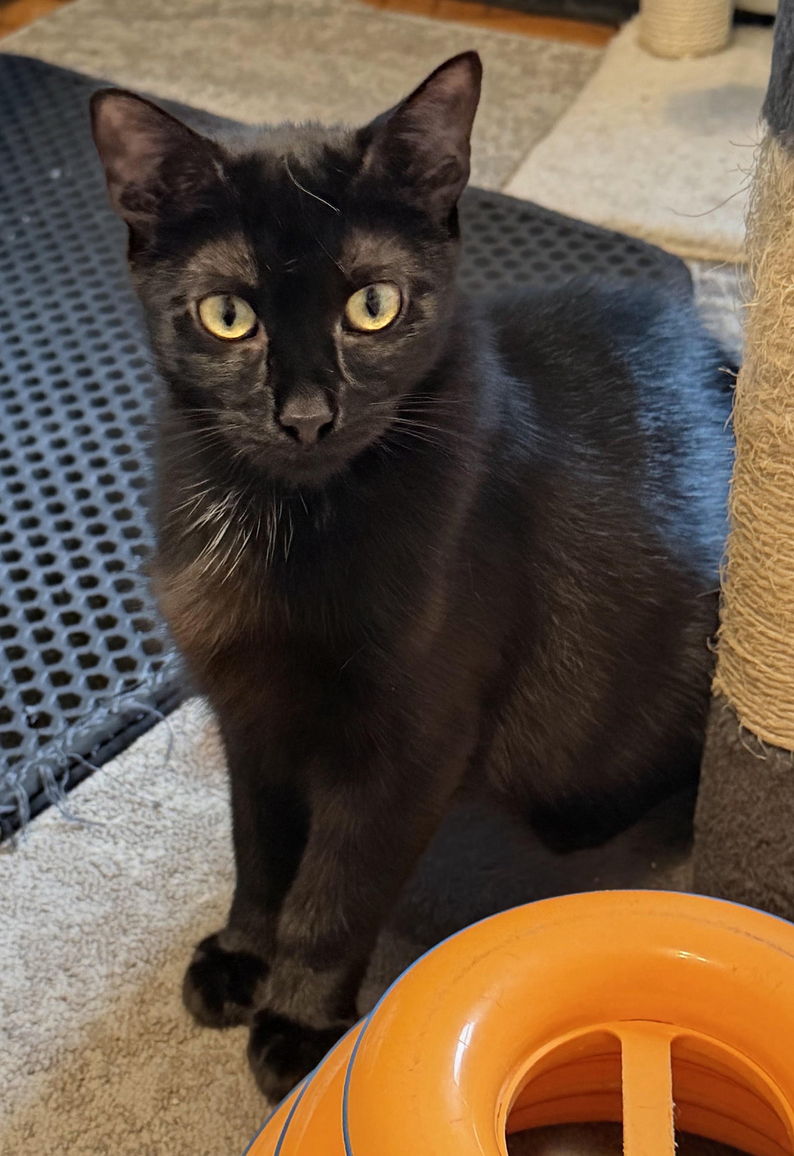 Enlarge MUSHY, a Adoptable mixed breed in Allentown, NJ image 2/4