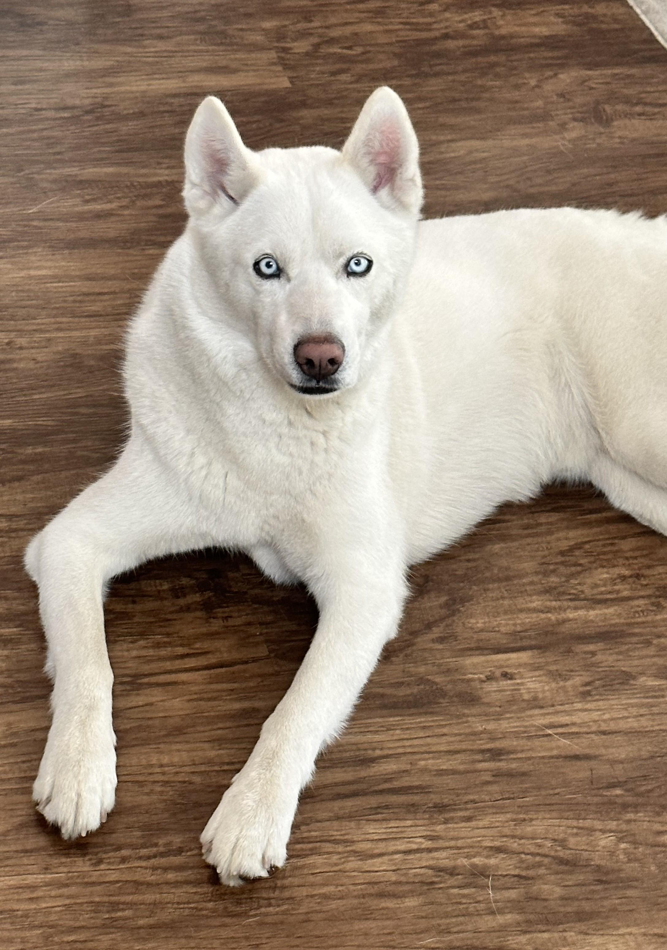 Enlarge Zuma, active family boy needs a new home ASAP!, a Adoptable mixed breed in Bonney Lake, WA image 3/5