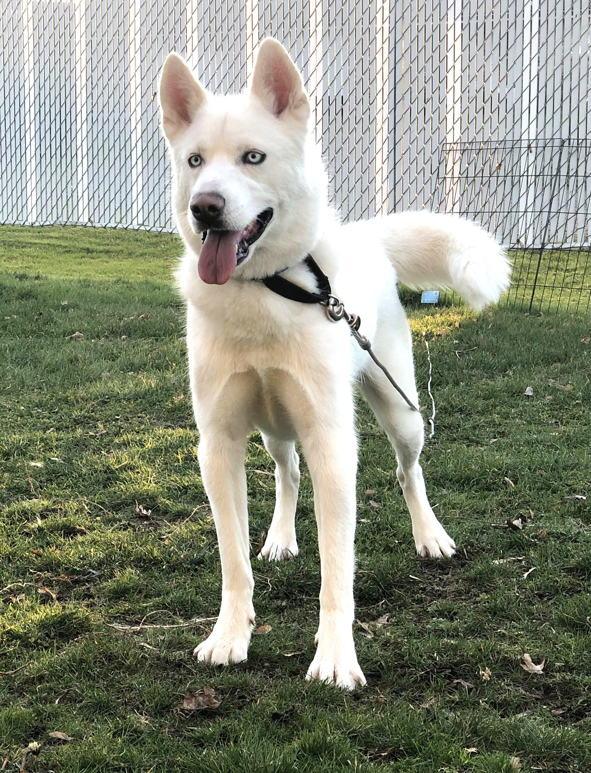 Enlarge Zuma, active family boy needs a new home ASAP!, a Adoptable mixed breed in Bonney Lake, WA image 2/5