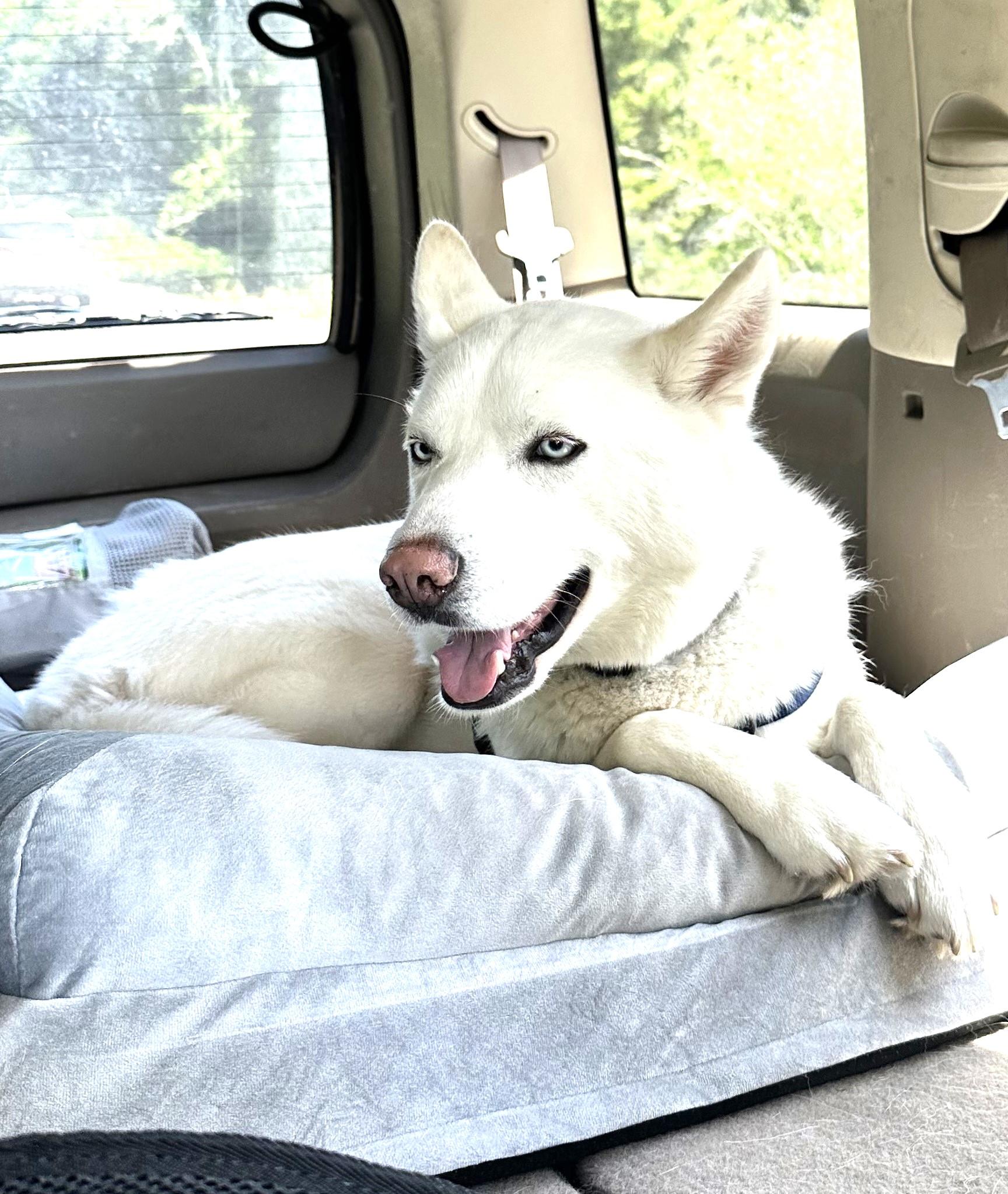 Enlarge Zuma, active family boy needs a new home ASAP!, a Adoptable mixed breed in Bonney Lake, WA image 4/5