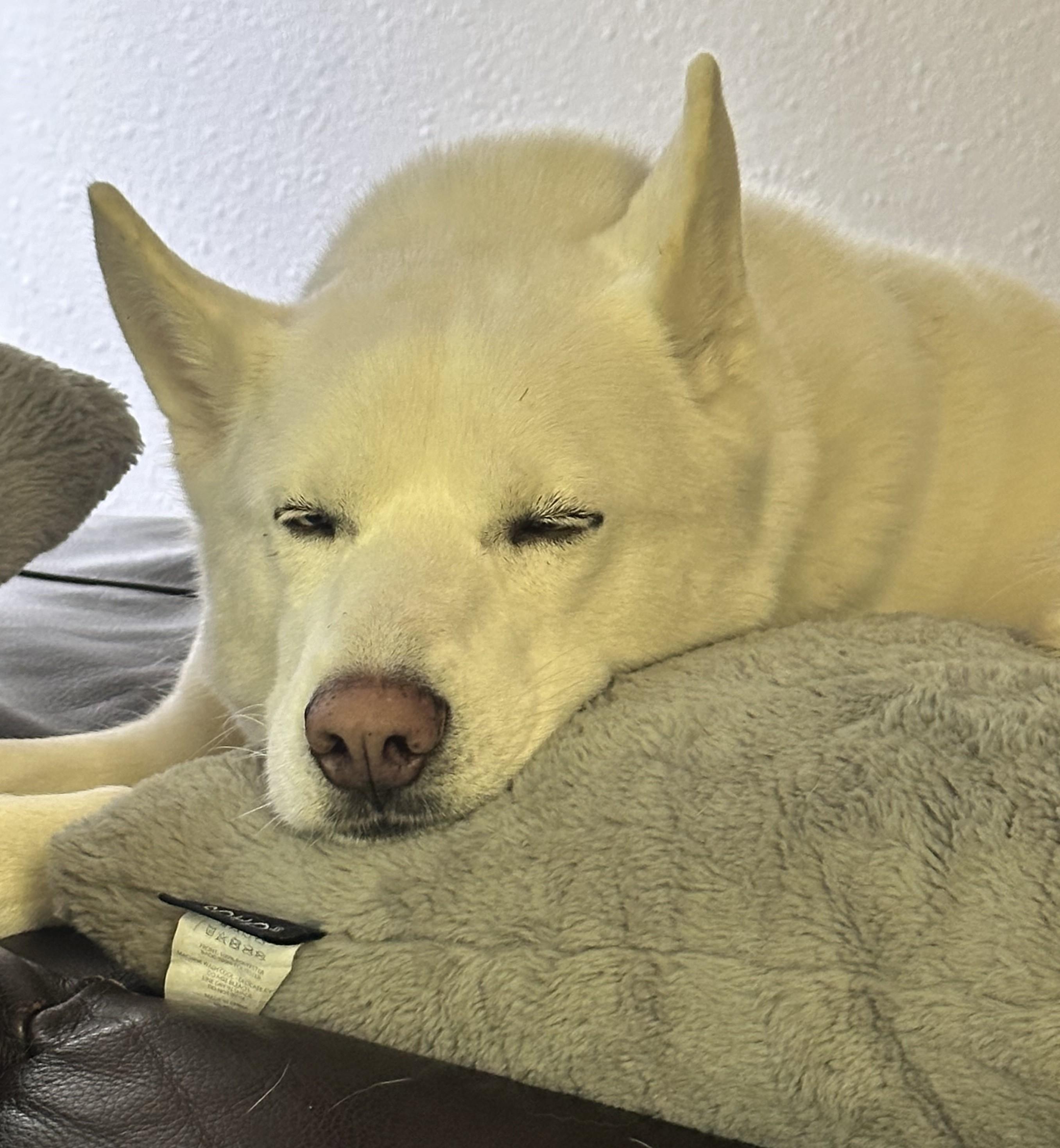 Enlarge Zuma, active family boy needs a new home ASAP!, a Adoptable mixed breed in Bonney Lake, WA image 5/5