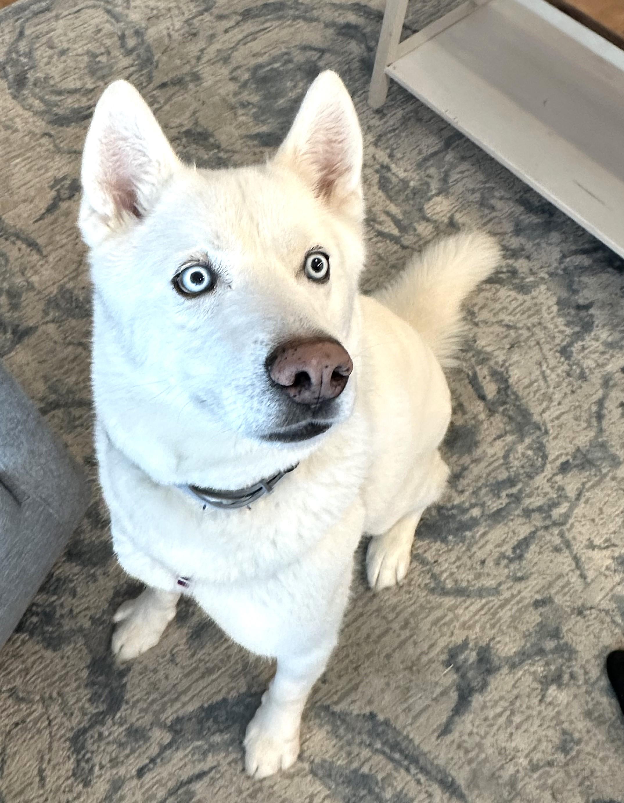 Zuma, active family boy needs a new home ASAP!, Adoptable, Adult Male Husky & Siberian Husky.