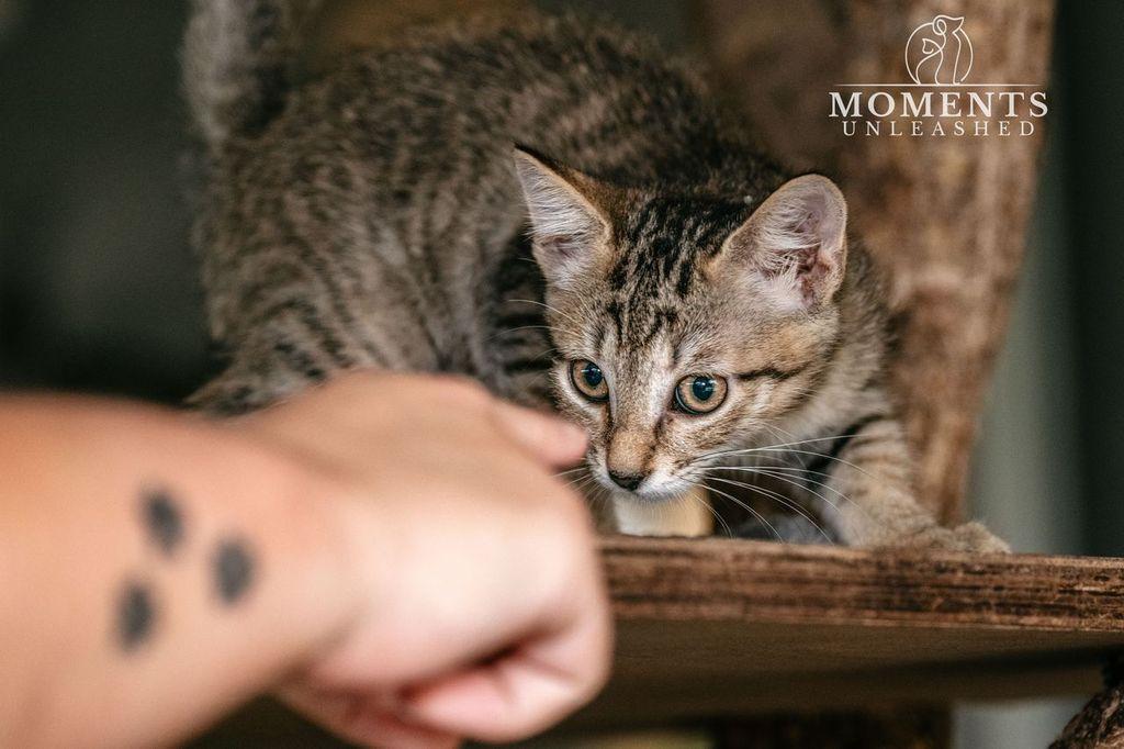 Ginger, a Adoptable Domestic Short Hair in Myakka City, FL image 4/4