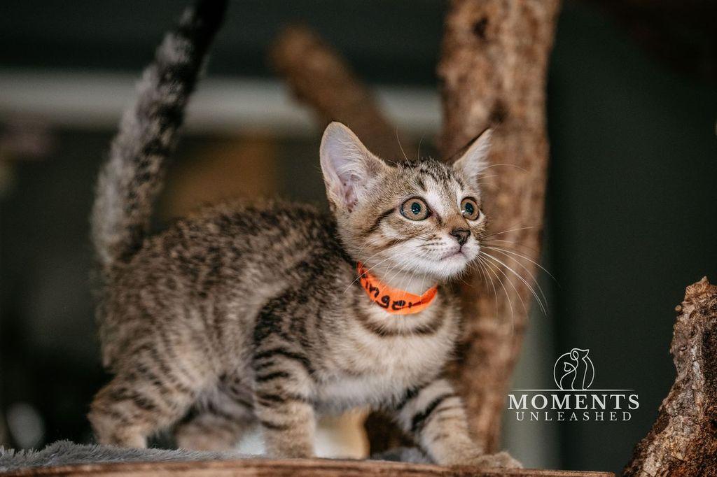 Ginger, a Adoptable Domestic Short Hair in Myakka City, FL image 3/4