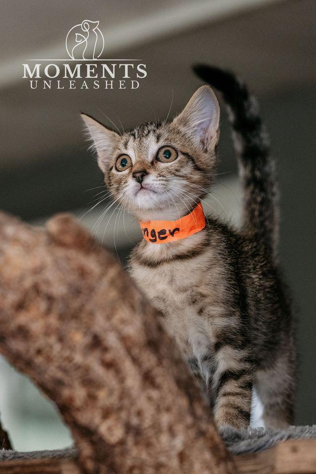 Ginger, a Adoptable Domestic Short Hair in Myakka City, FL image 2/4