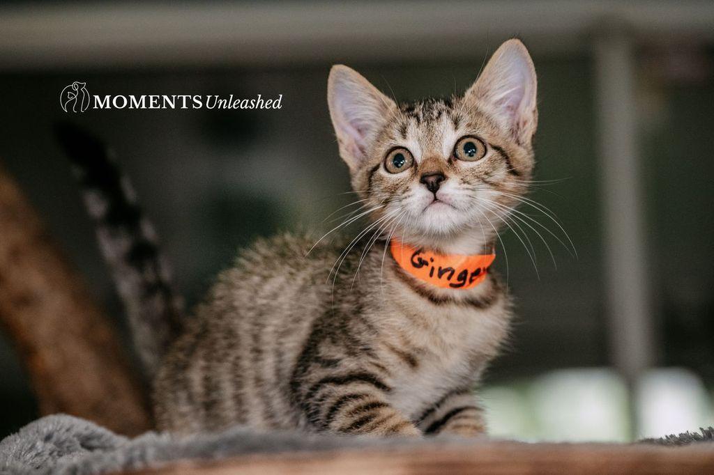 Ginger, Adoptable, Kitten Female Domestic Short Hair.