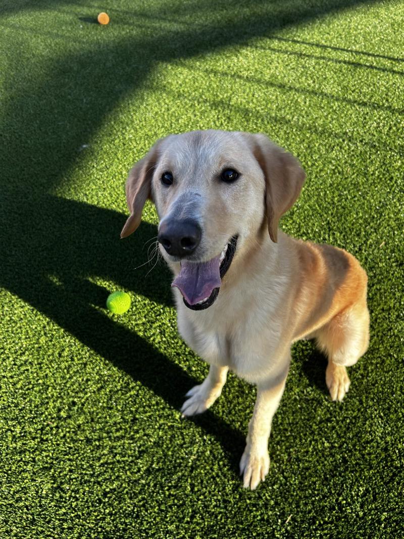 Enlarge Bob Barker, a Adoptable mixed breed in bellefontaine, OH image 1/6