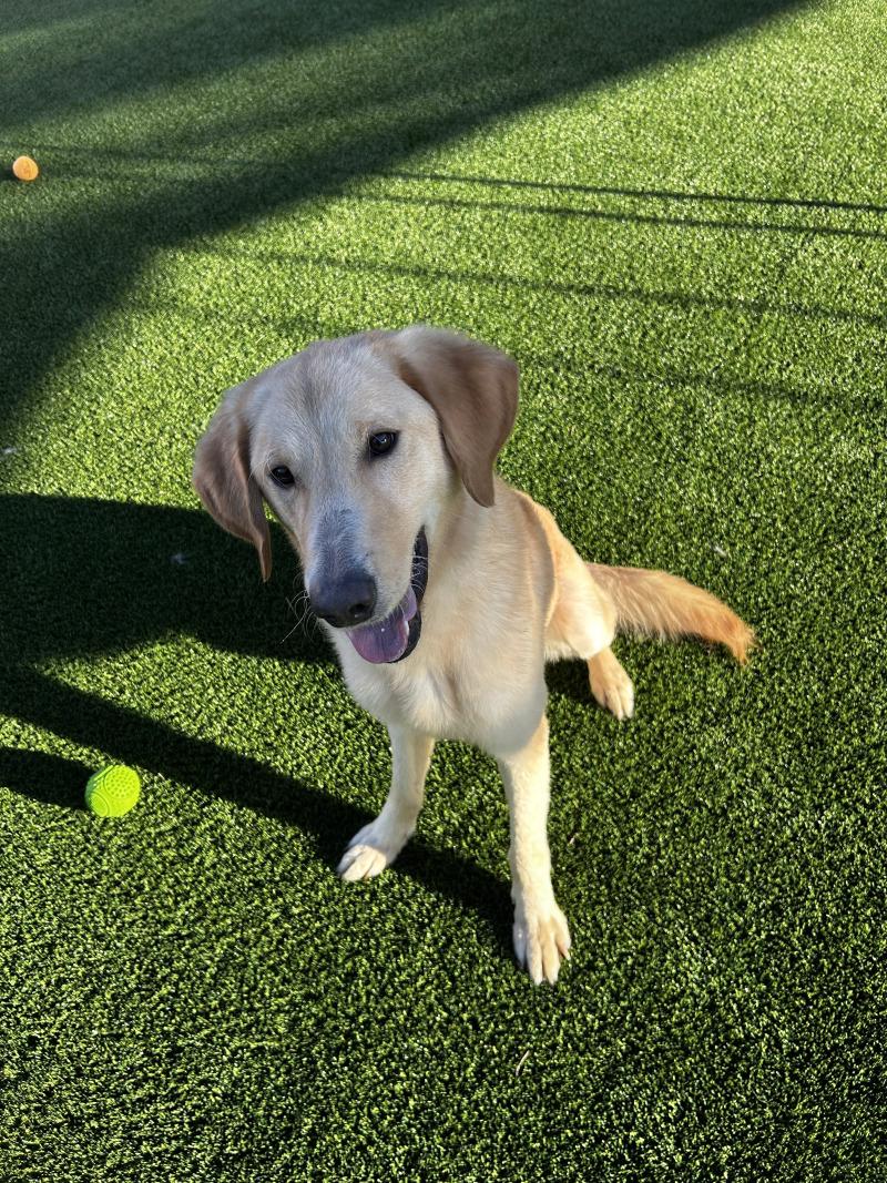 Enlarge Bob Barker, a Adoptable mixed breed in bellefontaine, OH image 2/6