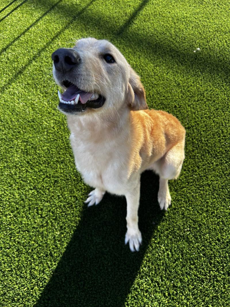 Enlarge Bob Barker, a Adoptable mixed breed in bellefontaine, OH image 3/6