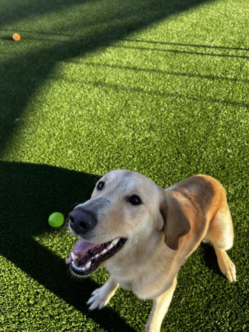 Enlarge Bob Barker, a Adoptable mixed breed in bellefontaine, OH image 4/6