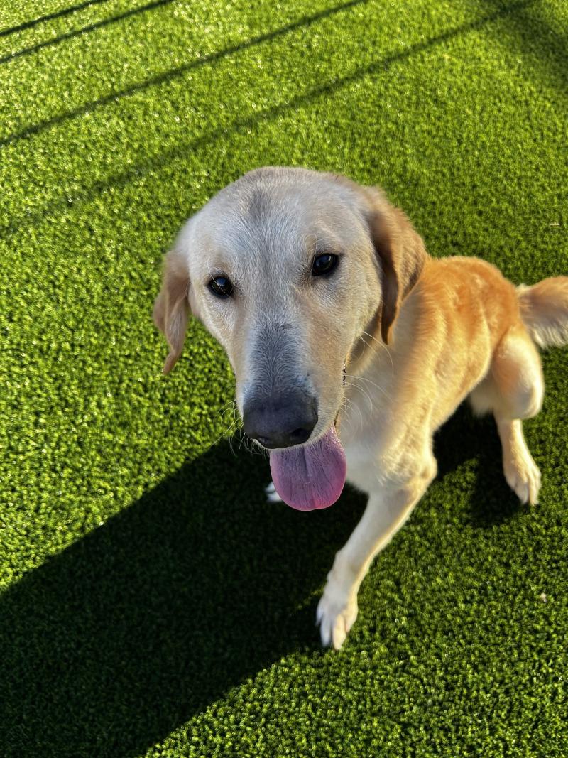 Enlarge Bob Barker, a Adoptable mixed breed in bellefontaine, OH image 5/6