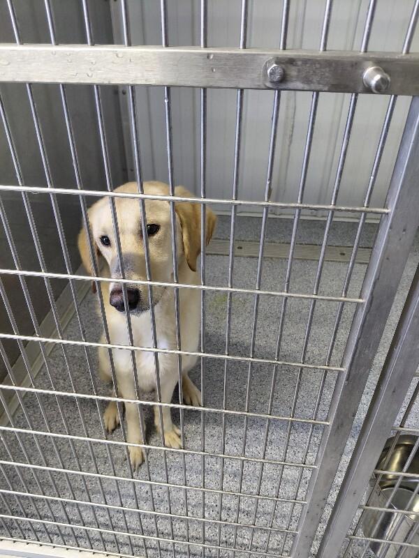 Enlarge Bob Barker, a Adoptable mixed breed in bellefontaine, OH image 6/6
