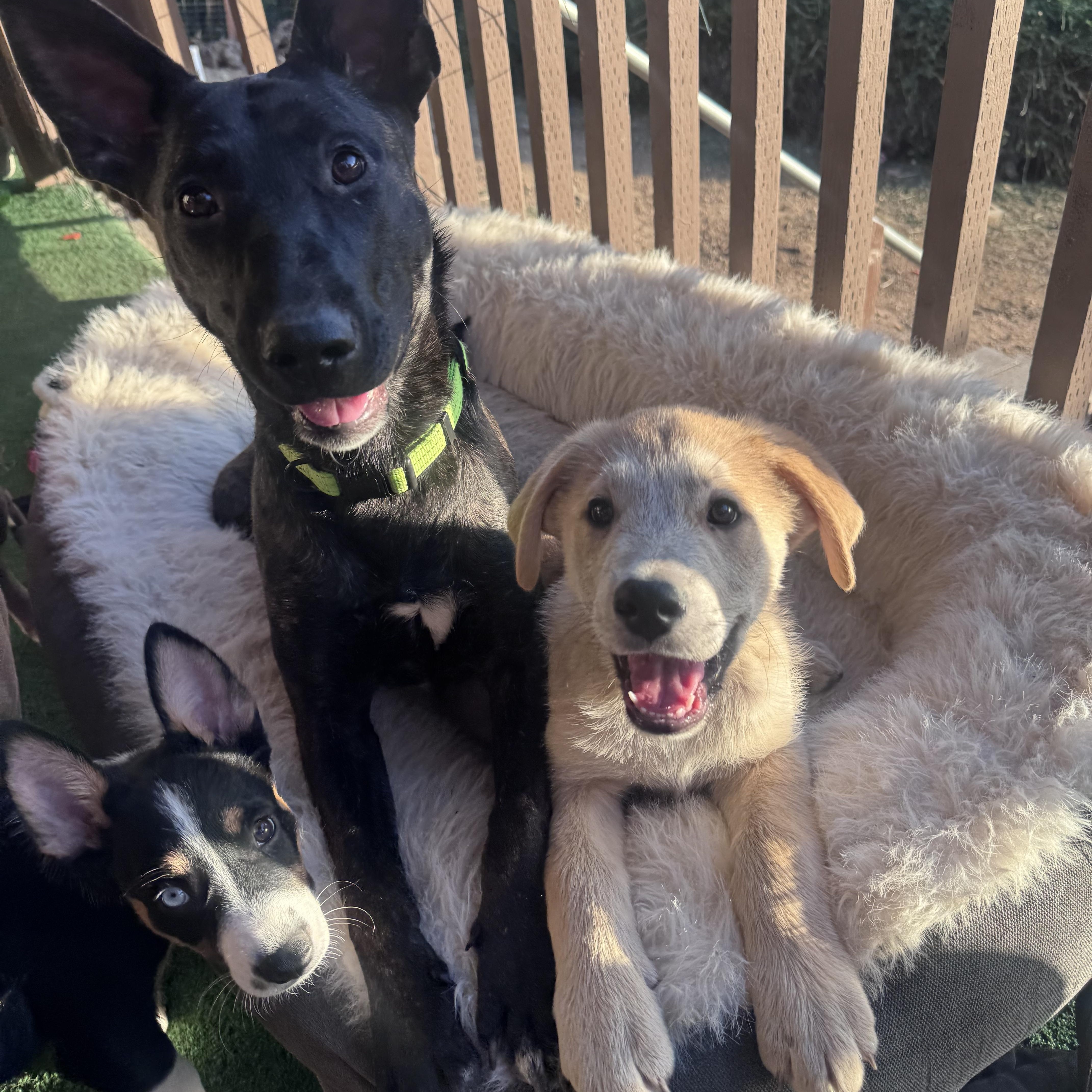 Enlarge Banjo, an adopted mixed breed in Whittier, CA image 3/3