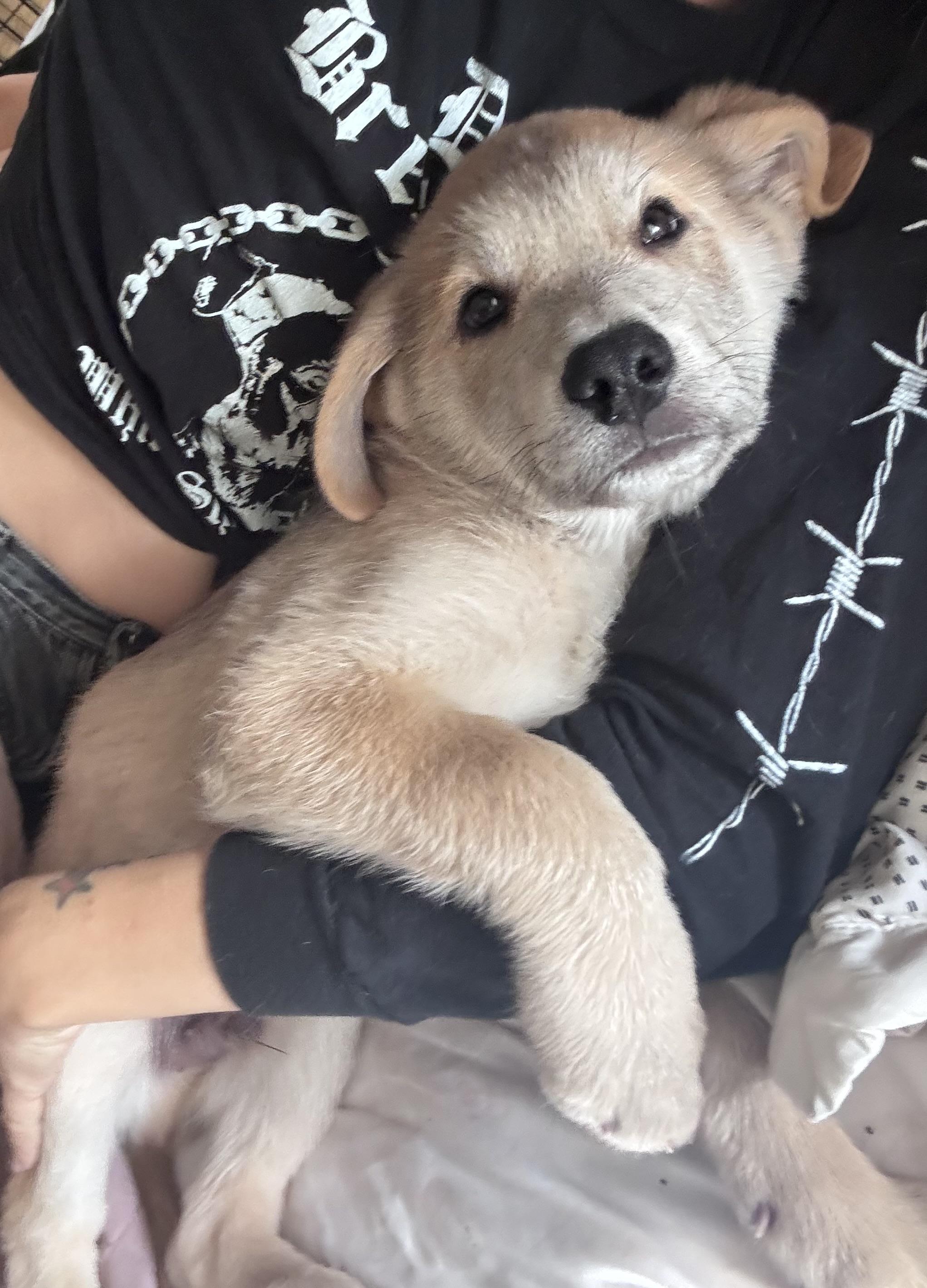 Banjo, ADOPTABLE, Puppy Male Labrador Retriever & Chow Chow.