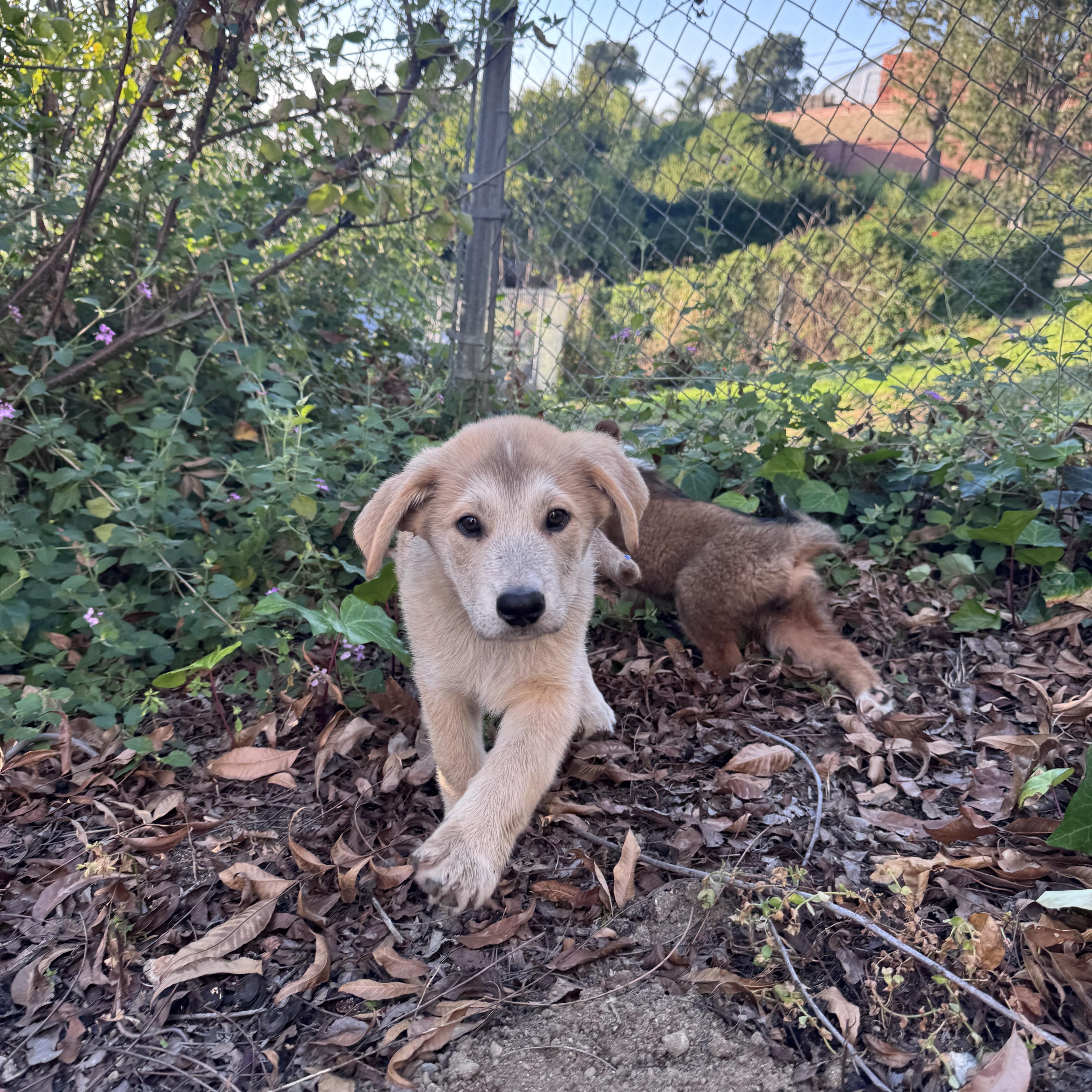 Enlarge Banjo, an adopted mixed breed in Whittier, CA image 2/3