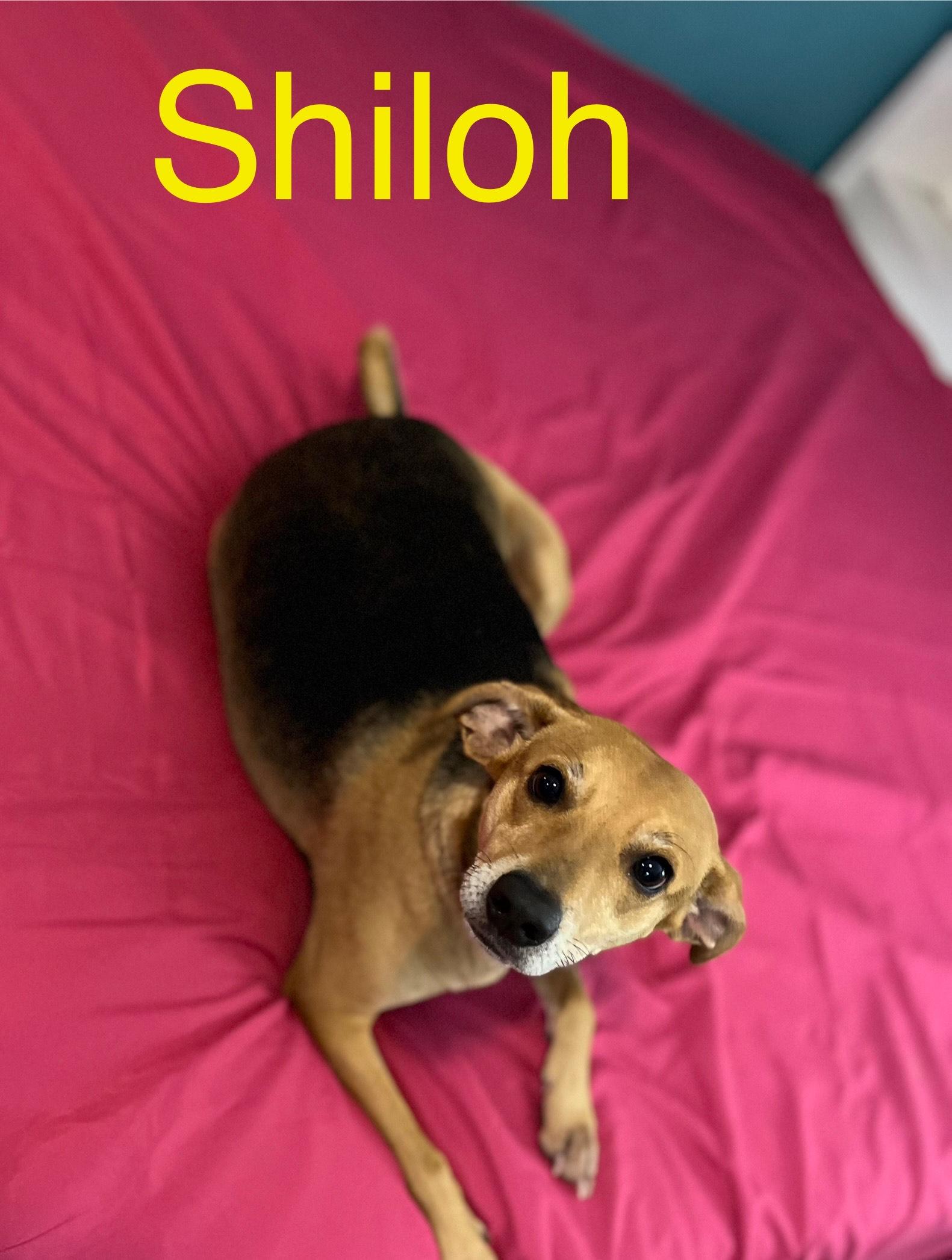 shiloh, a Adoptable mixed breed in Texarkana, TX image 3/6