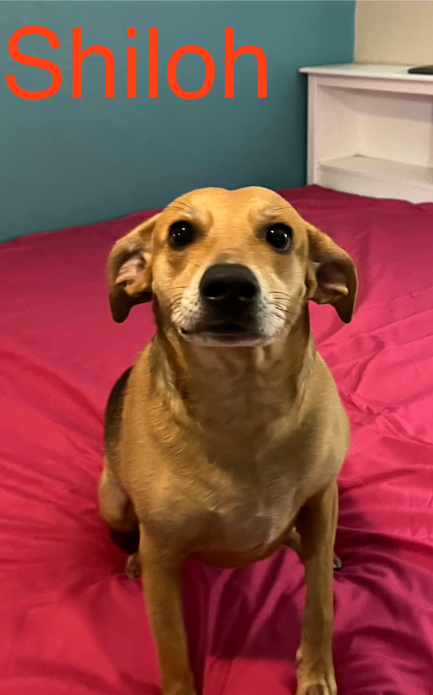 shiloh, a Adoptable mixed breed in Texarkana, TX image 2/6