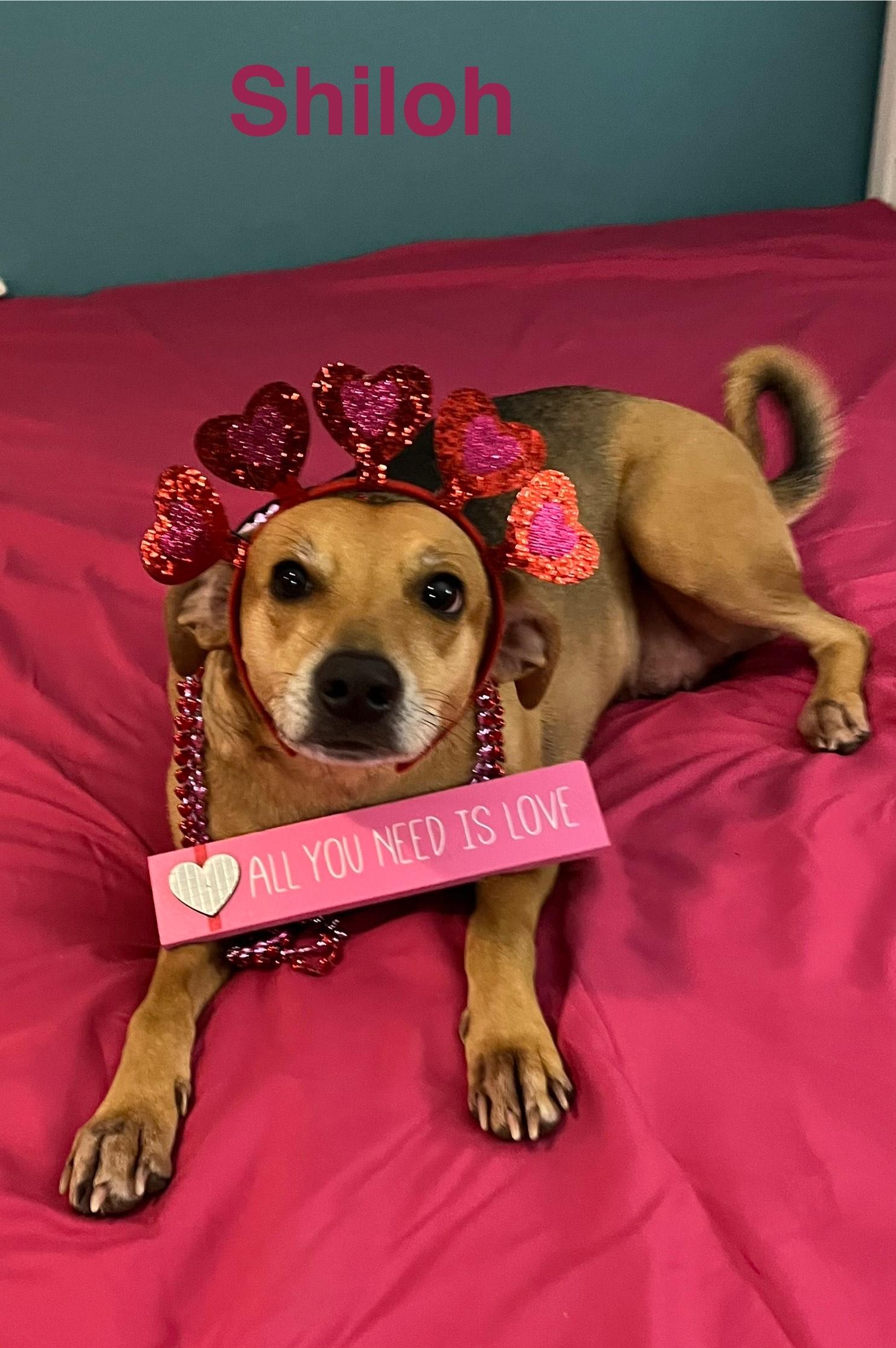 shiloh, a Adoptable mixed breed in Texarkana, TX image 4/6