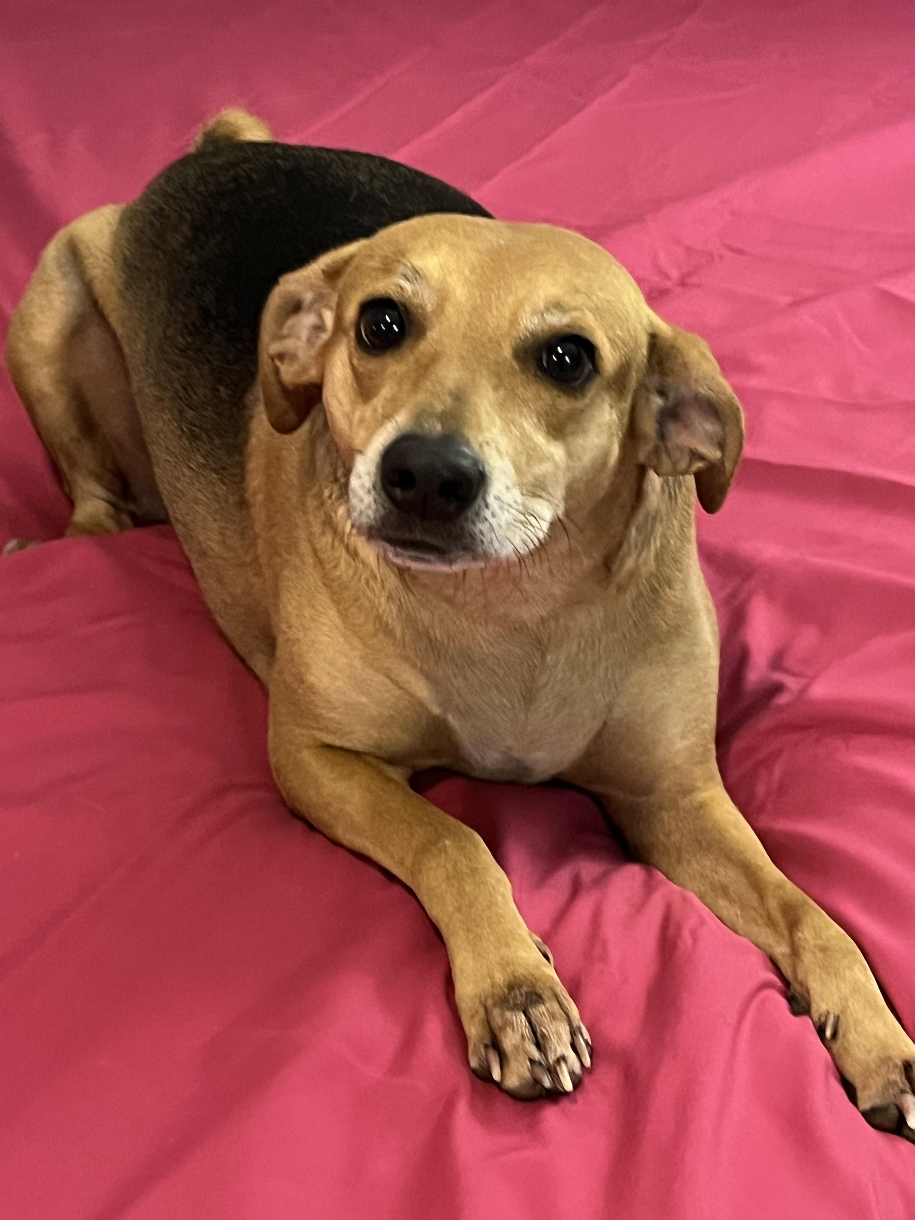 shiloh, a Adoptable mixed breed in Texarkana, TX image 5/6