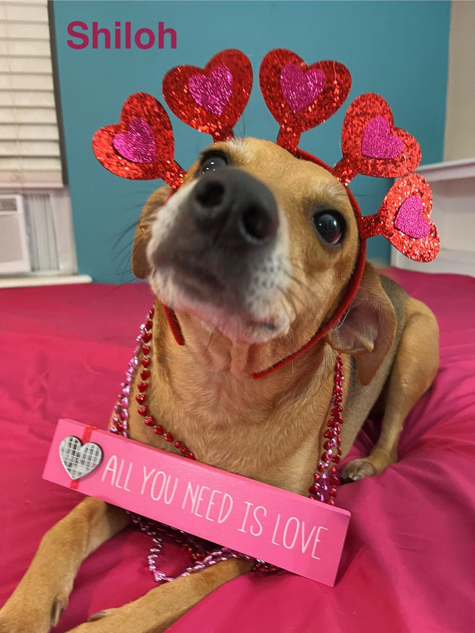 shiloh, Adoptable, Adult Female Beagle & Foxhound.