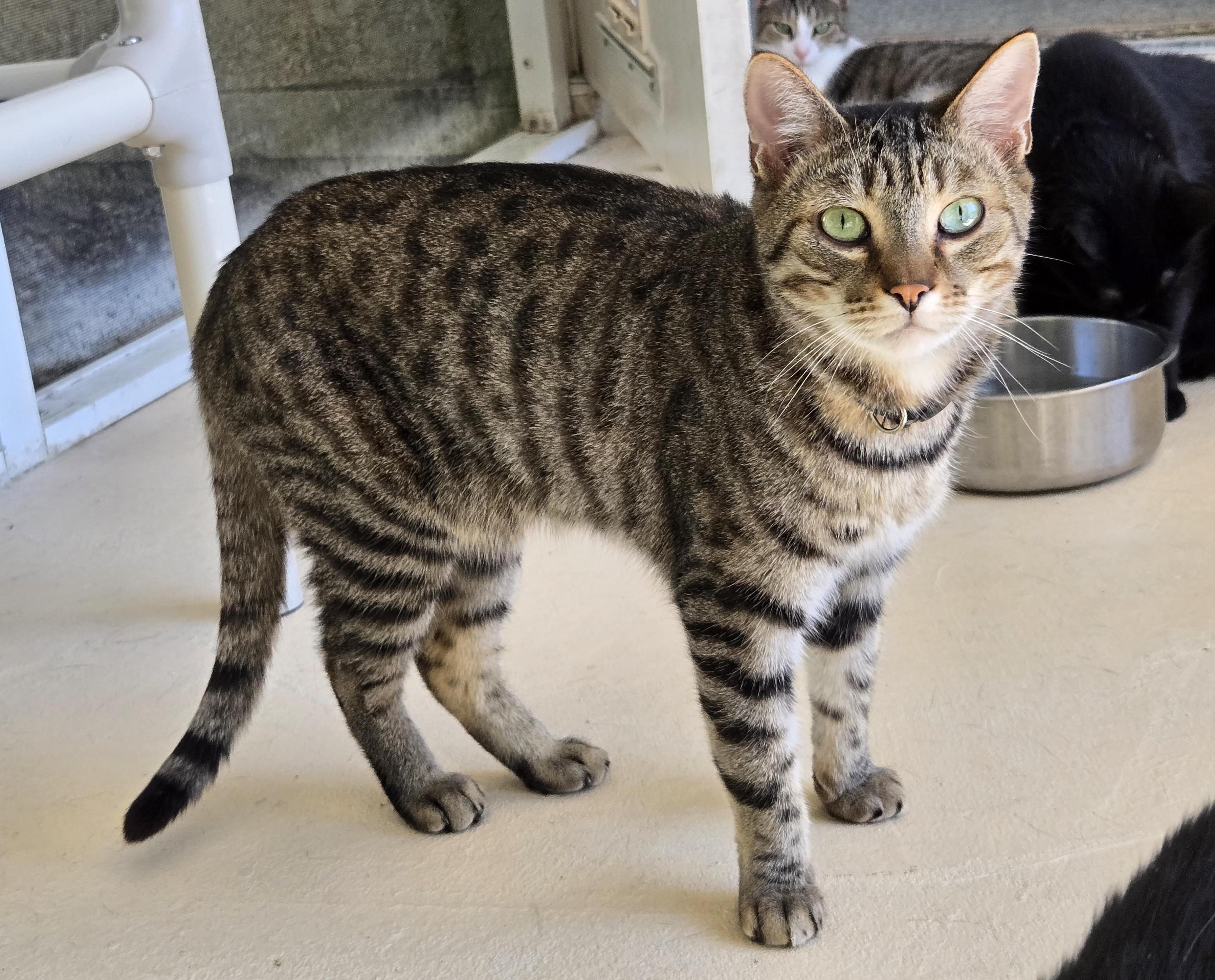 Enlarge Boop, a Adoptable American Shorthair in Eglin AFB, FL image 1/2