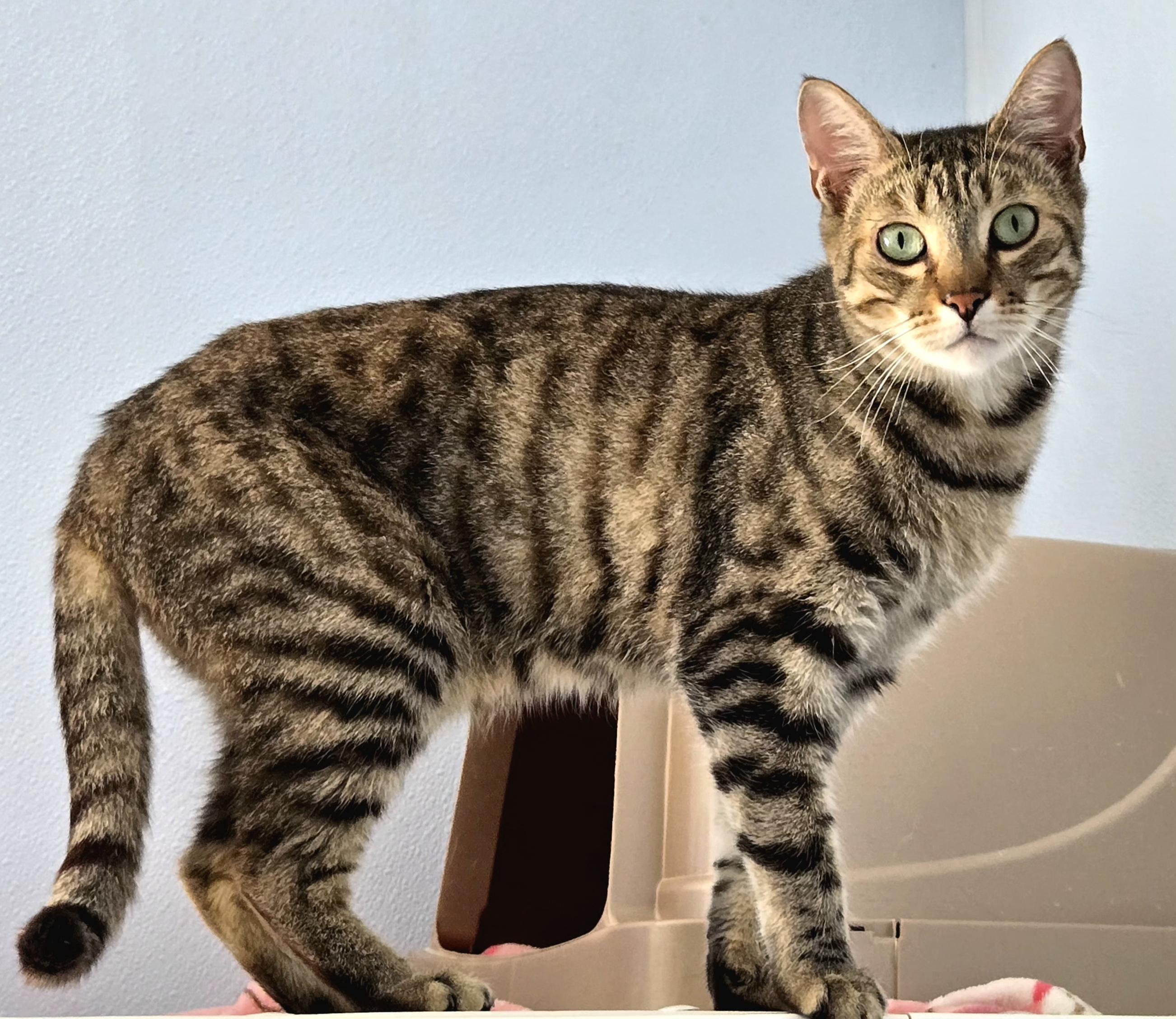 Enlarge Boop, a Adoptable American Shorthair in Eglin AFB, FL image 2/2