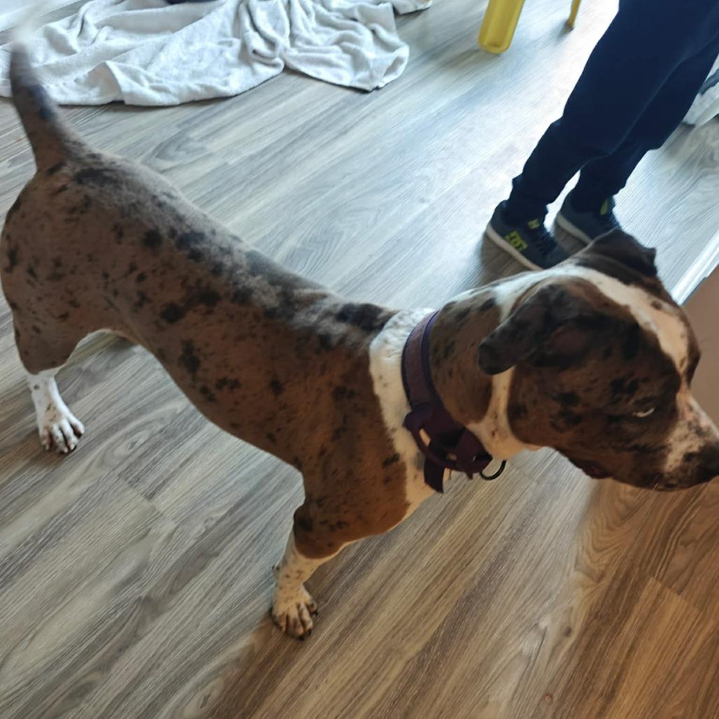 Enlarge Julia Gulia, a Adoptable Pit Bull Terrier in Jarrettsville, MD image 1/6