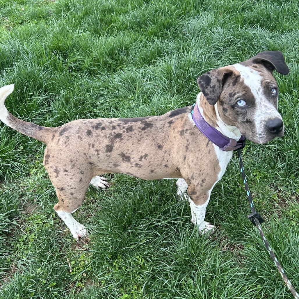 Enlarge Julia Gulia, a Adoptable Pit Bull Terrier in Jarrettsville, MD image 2/6