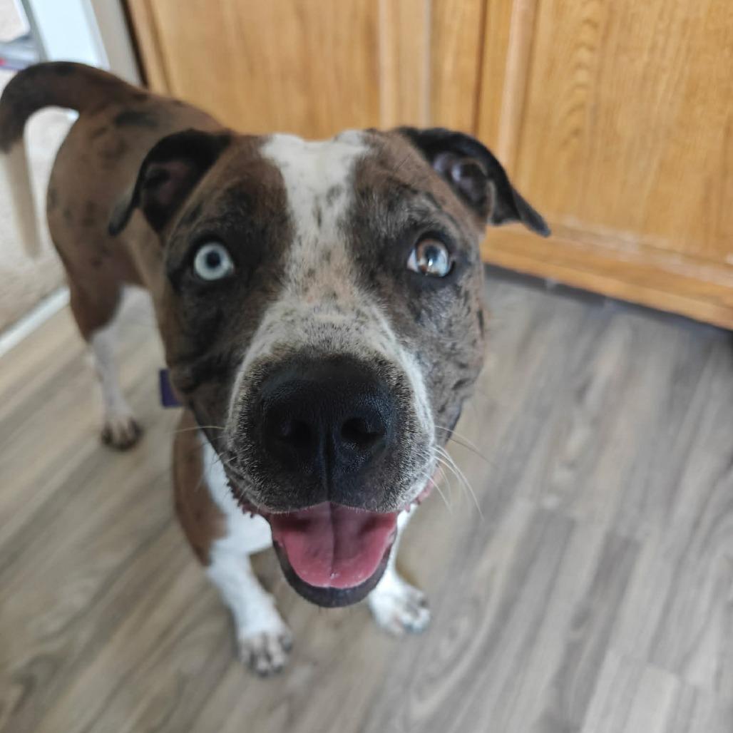 Enlarge Julia Gulia, a Adoptable Pit Bull Terrier in Jarrettsville, MD image 3/6