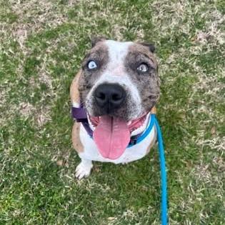 Enlarge Julia Gulia, a Adoptable Pit Bull Terrier in Jarrettsville, MD image 4/6
