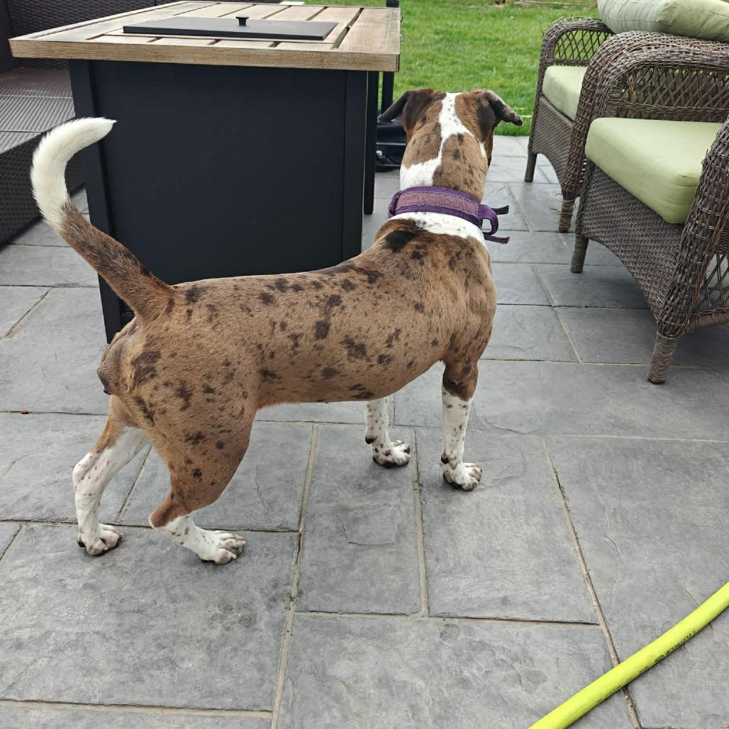 Enlarge Julia Gulia, a Adoptable Pit Bull Terrier in Jarrettsville, MD image 5/6