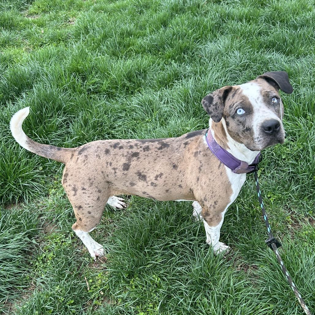 Enlarge Julia Gulia, a Adoptable Pit Bull Terrier in Jarrettsville, MD image 6/6