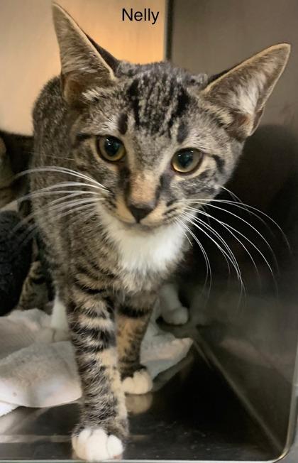 Nelly Sol (with King), Adult Male Domestic Short Hair