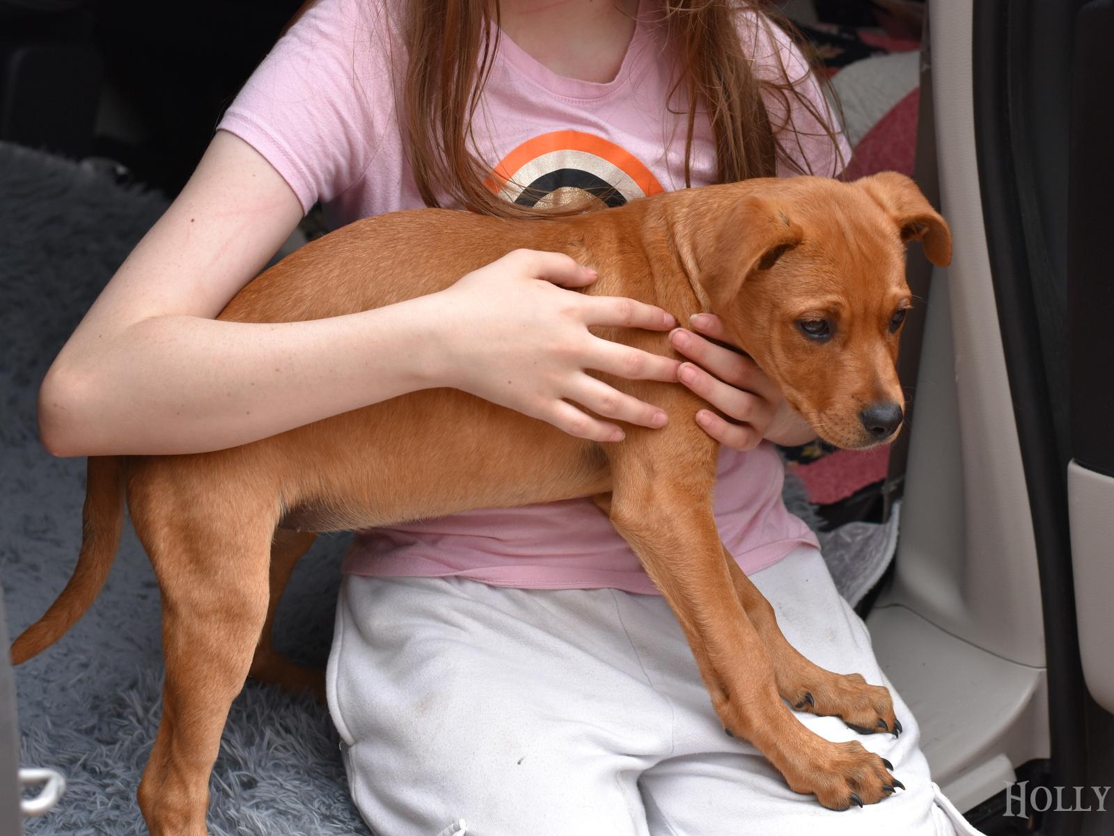 Enlarge Holly, an adopted mixed breed in Lexington , KY image 3/4