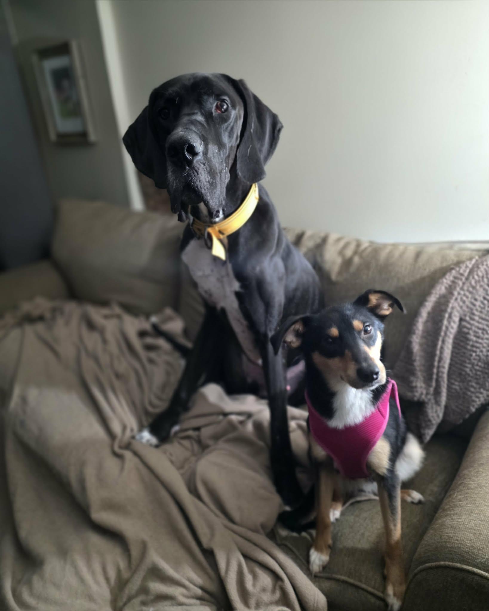 Enlarge Diesel, a Adoptable Great Dane in Middletown, NY image 4/6