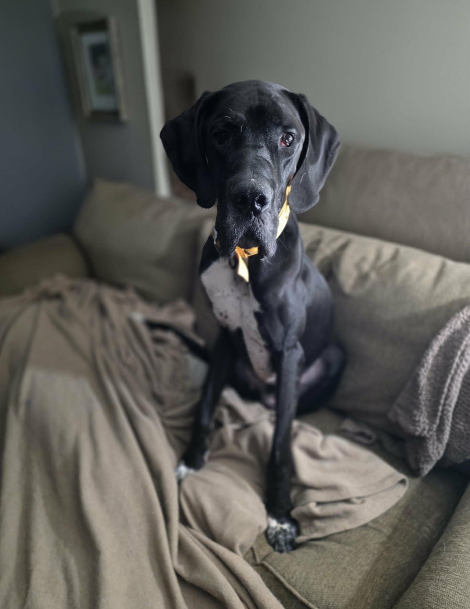 Enlarge Diesel, a Adoptable Great Dane in Middletown, NY image 2/6