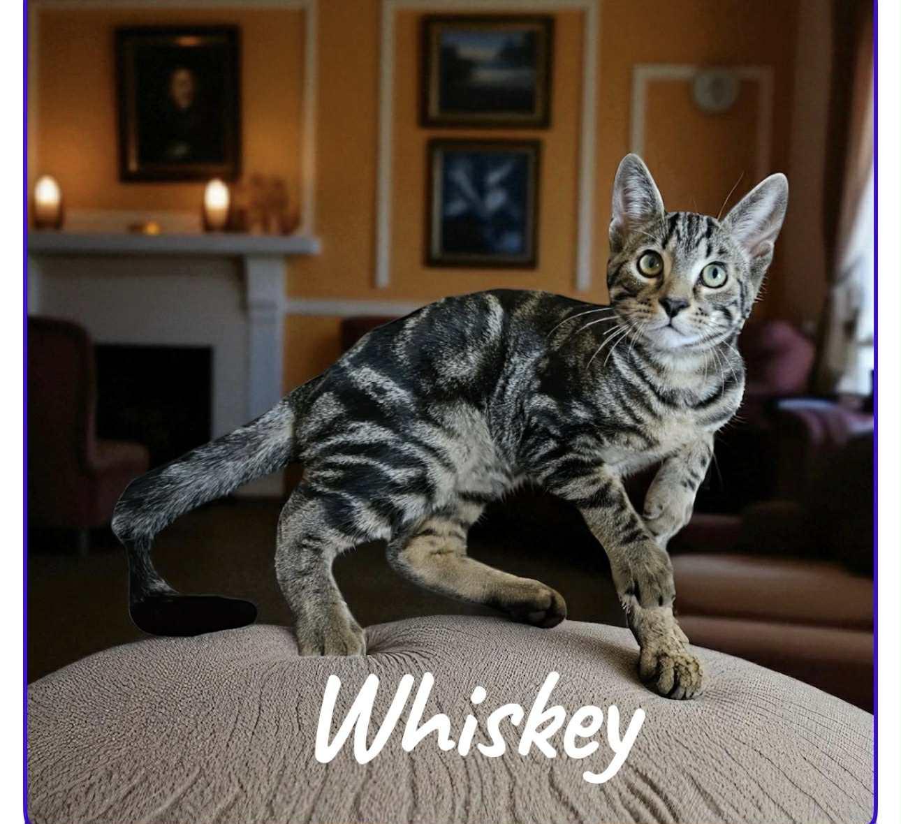 Enlarge Whiskey, a Adoptable Domestic Short Hair in West Pittston, PA image 1/1