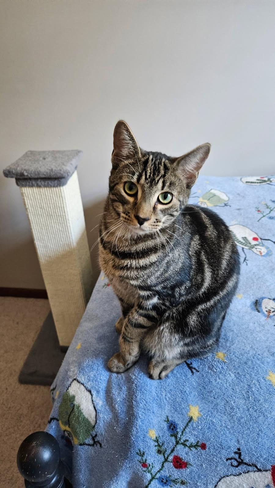 Enlarge Whiskey, a Adoptable Domestic Short Hair in West Pittston, PA image 2/2