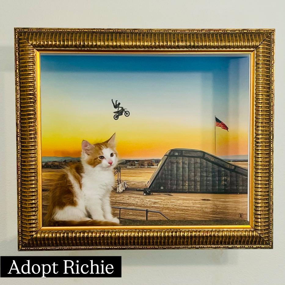 Enlarge Richie, a ADOPTABLE mixed breed in Santa Clarita, CA image 1/4