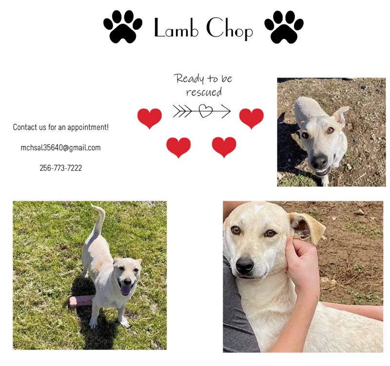 Lambchop