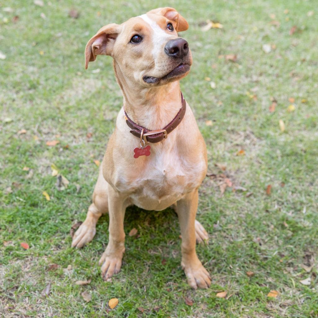 Enlarge Paisley, a Adoptable mixed breed in San Antonio, TX image 2/5
